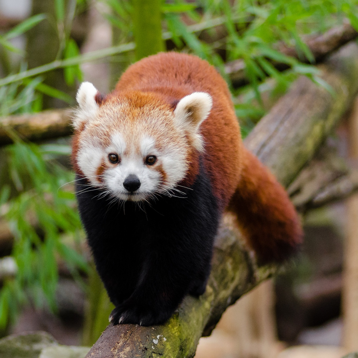 Red Panda