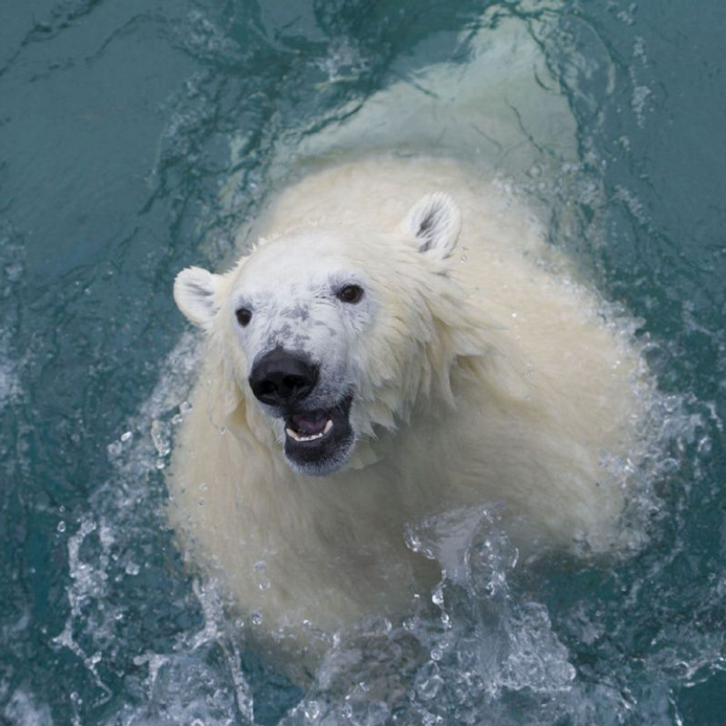 Polar Bear