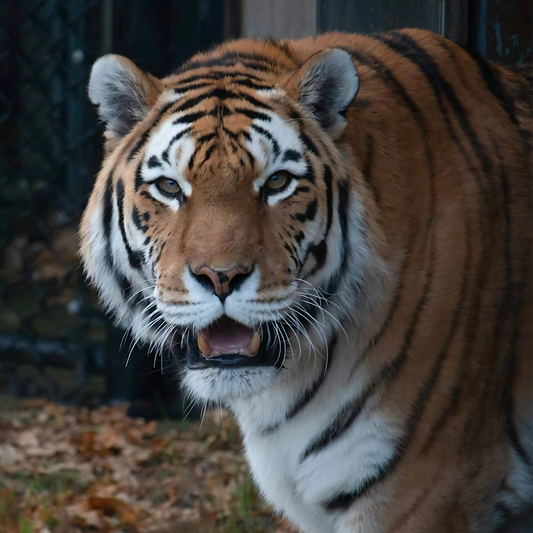 Amur Tiger