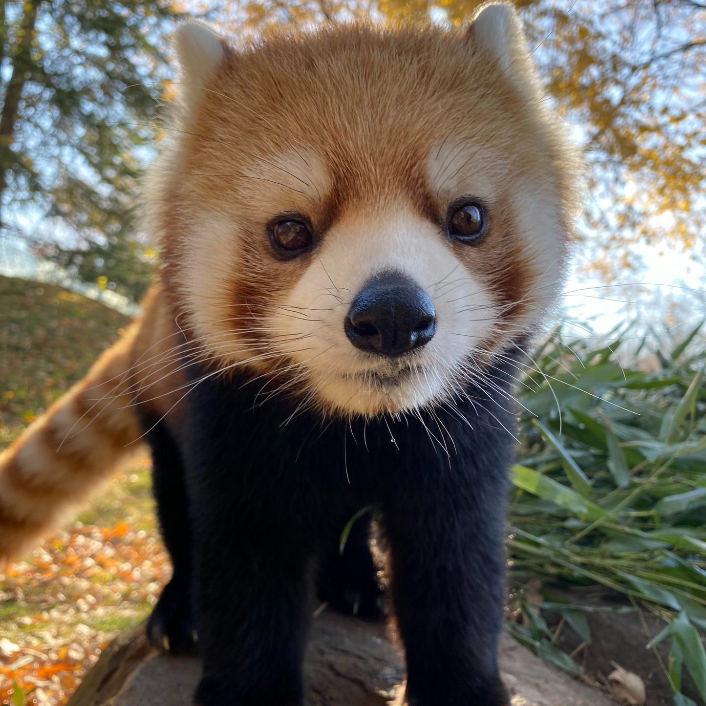 Red Panda