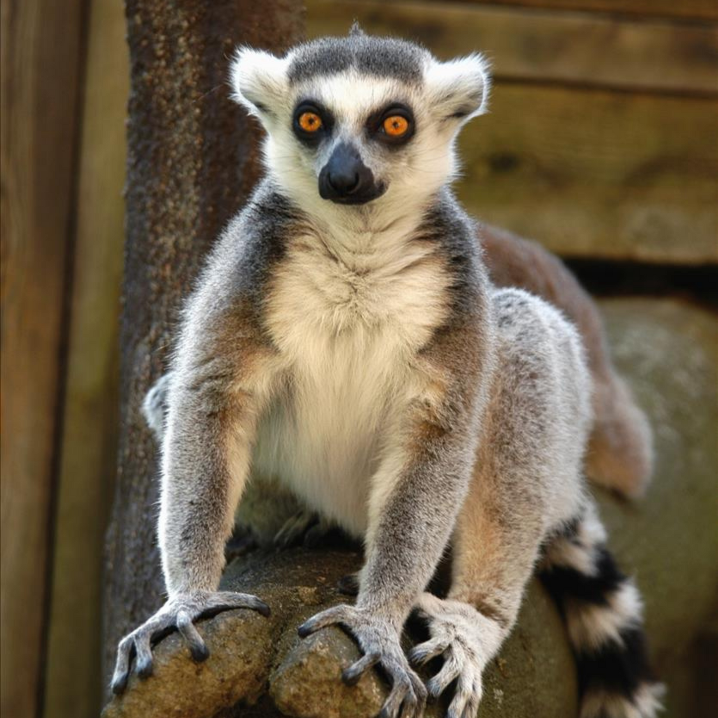 Ring-Tailed Lemur