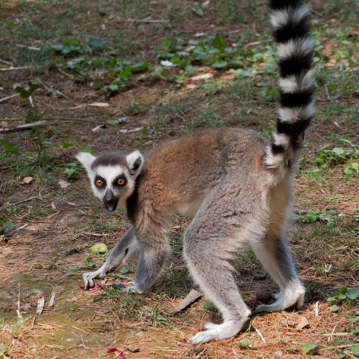 Ring-Tailed Lemur