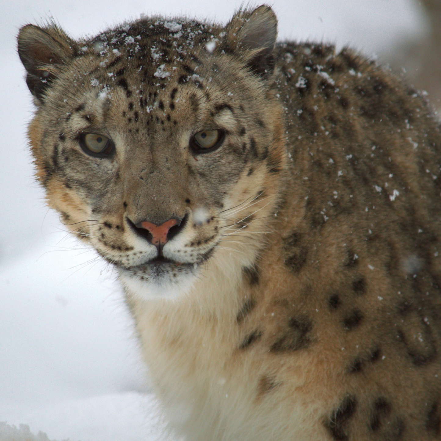 Snow Leopard