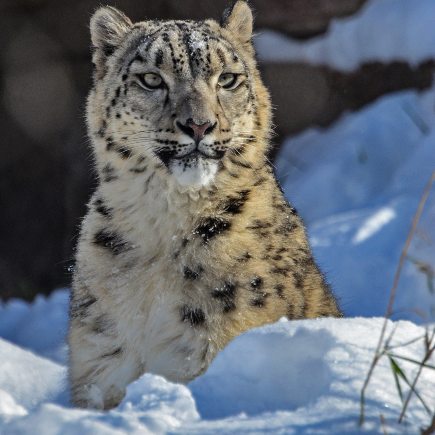 Snow Leopard