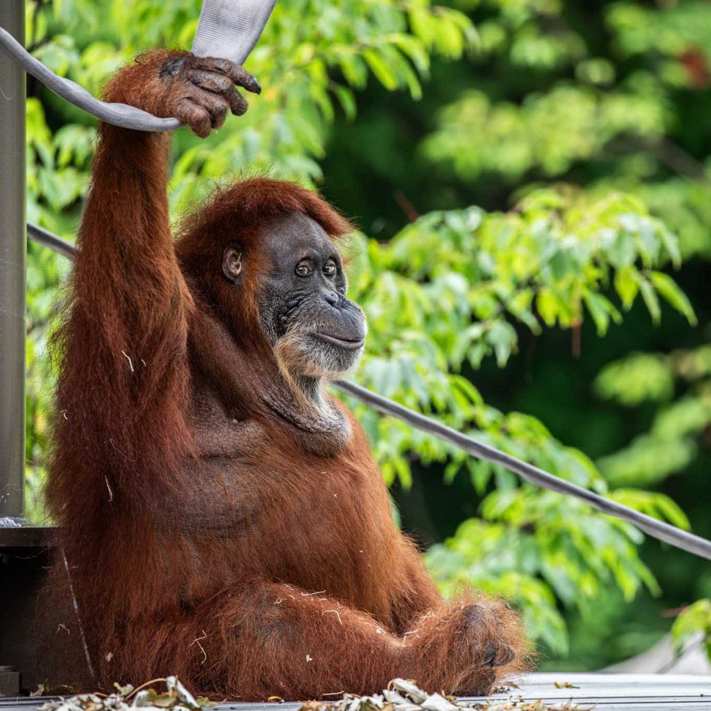 Sumatran Orangutan