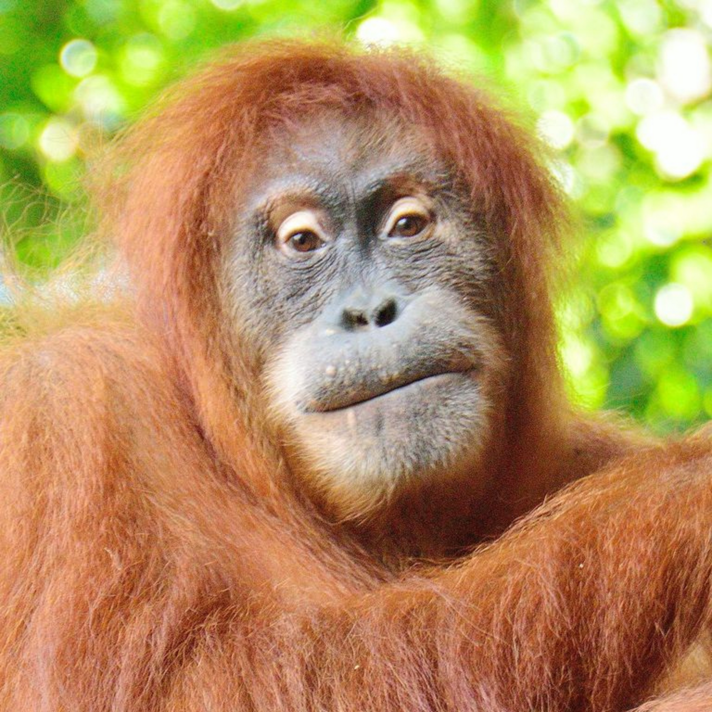 Sumatran Orangutan