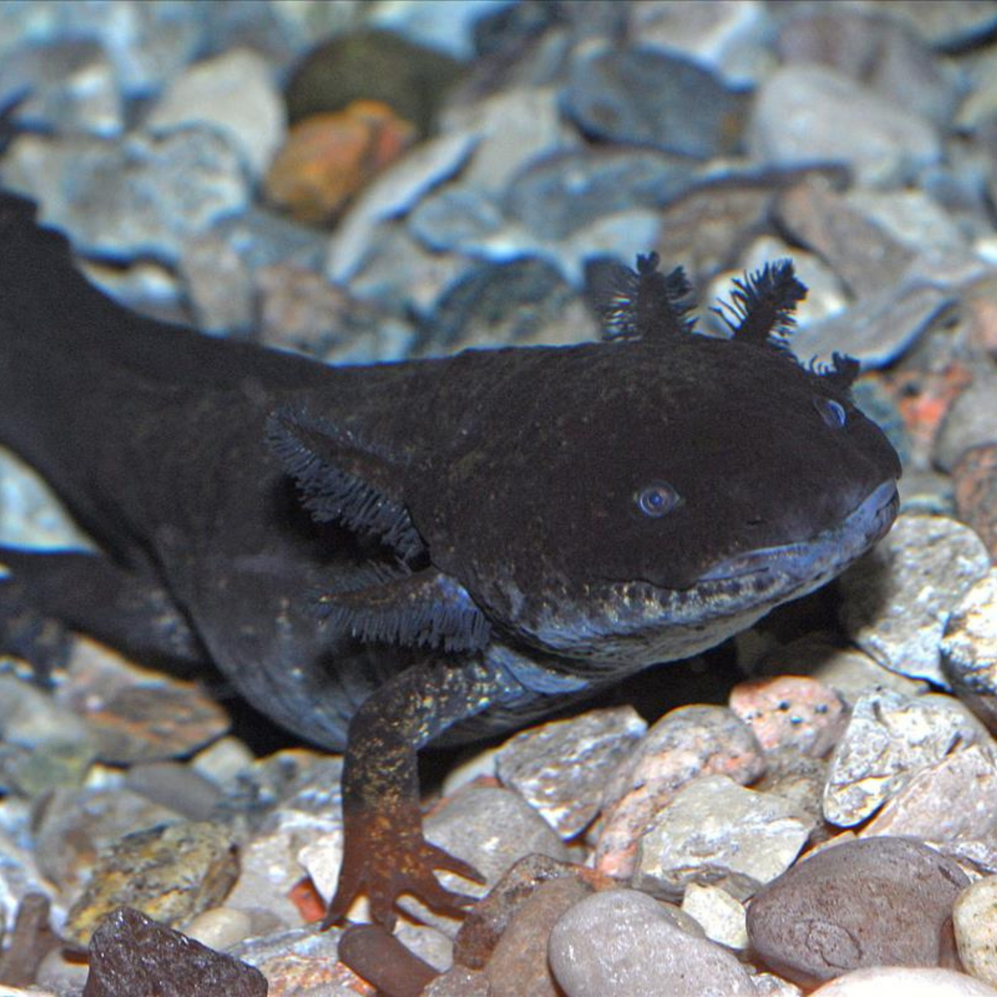 Axolotl, Apollo