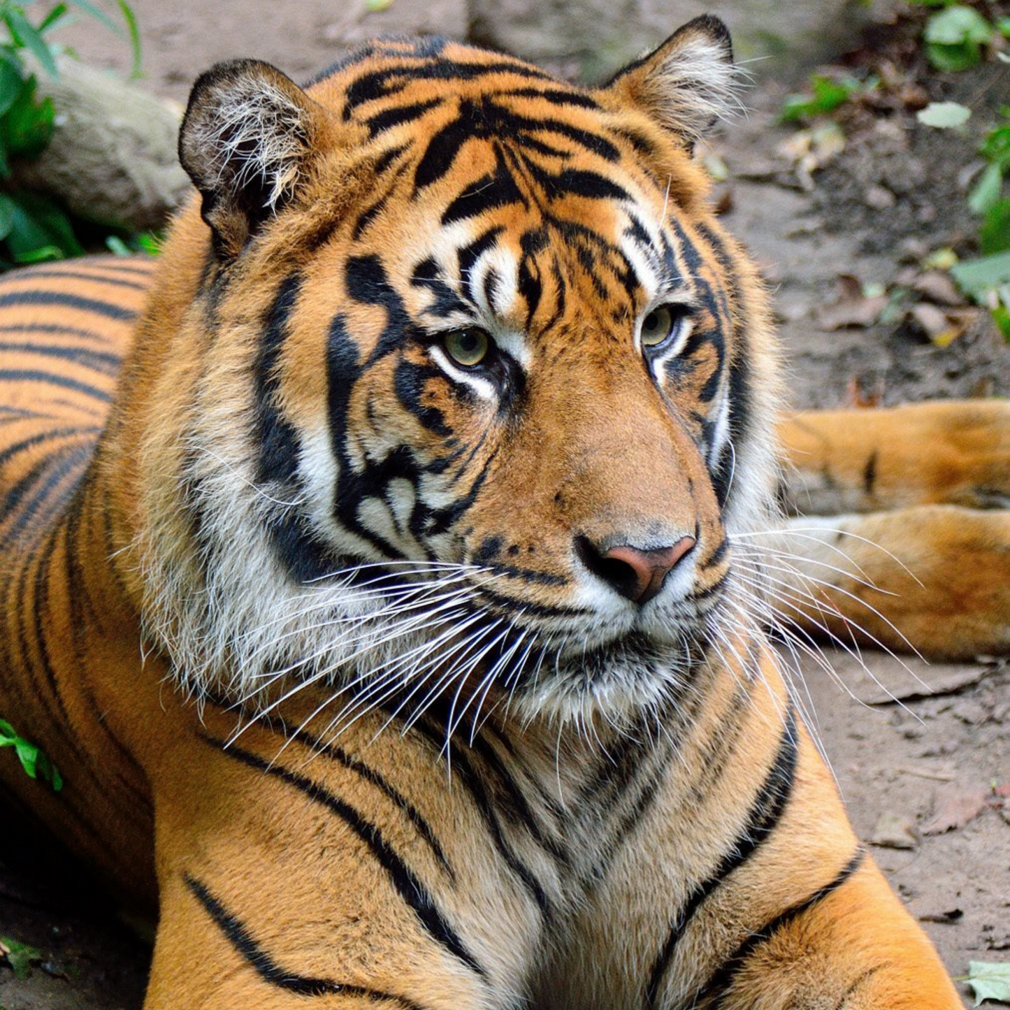 Sumatran Tiger