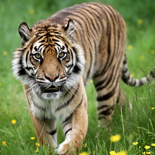 Sumatran Tiger