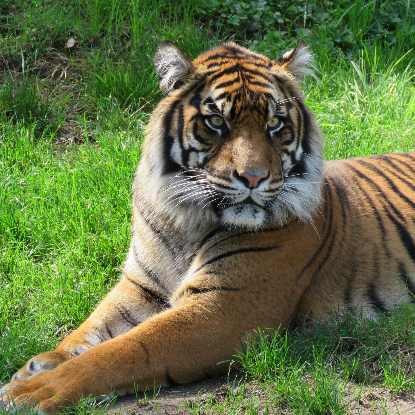 Sumatran Tiger