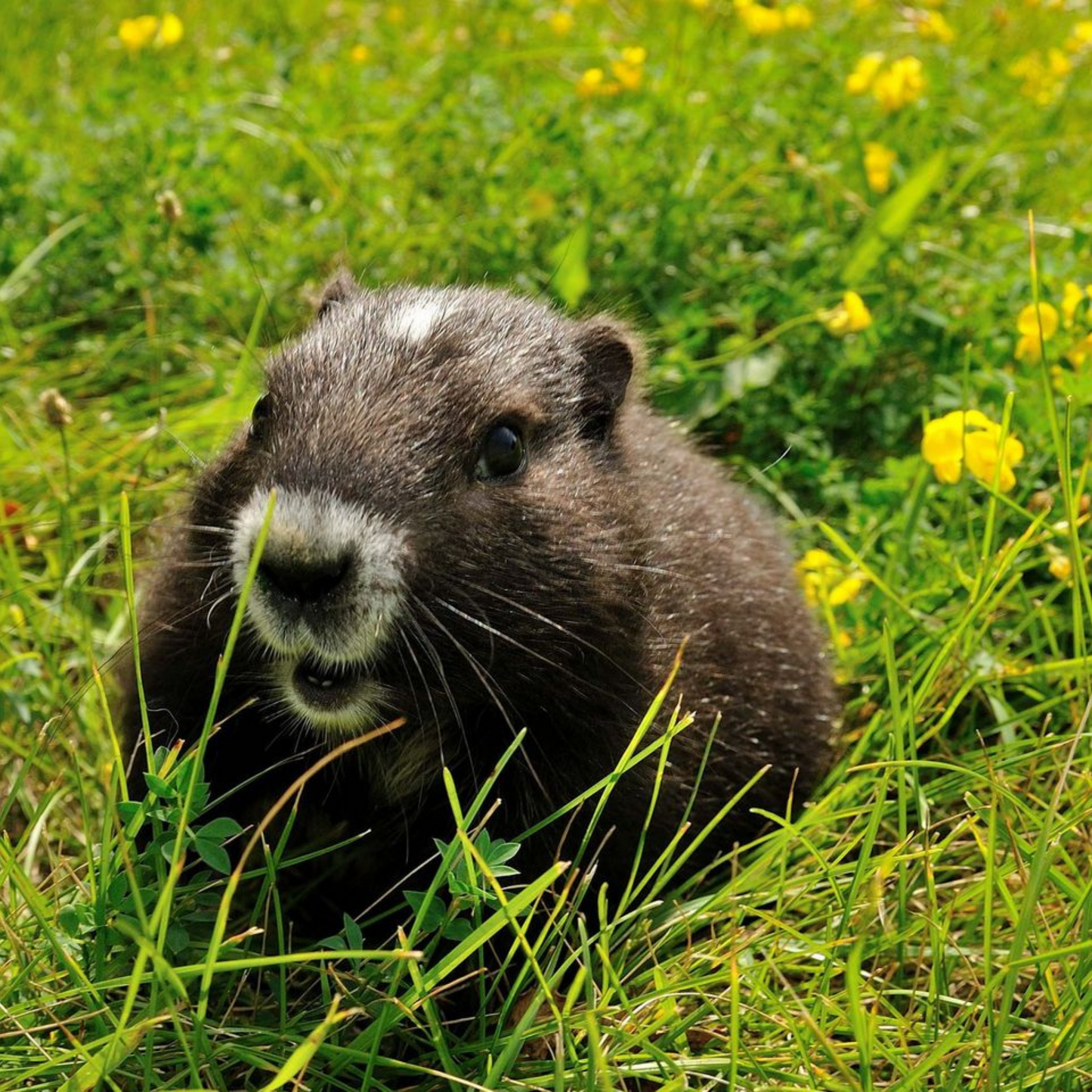 Vancouver Island Marmot