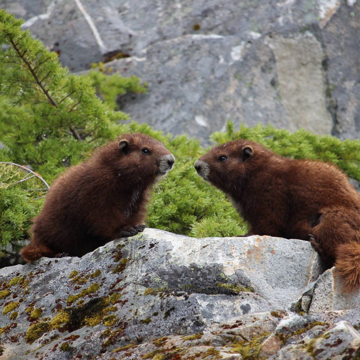 Vancouver Island Marmot