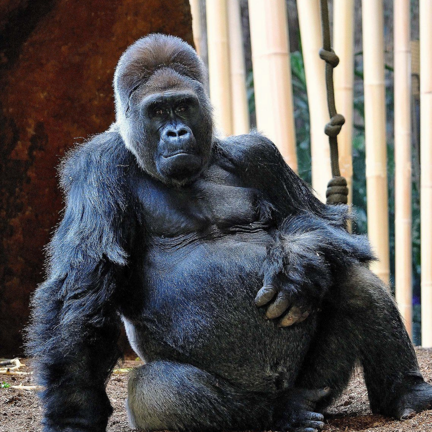 Western Lowland Gorilla