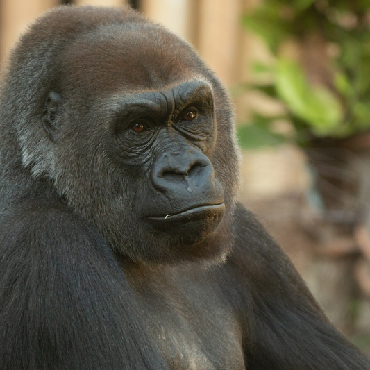 Western Lowland Gorilla