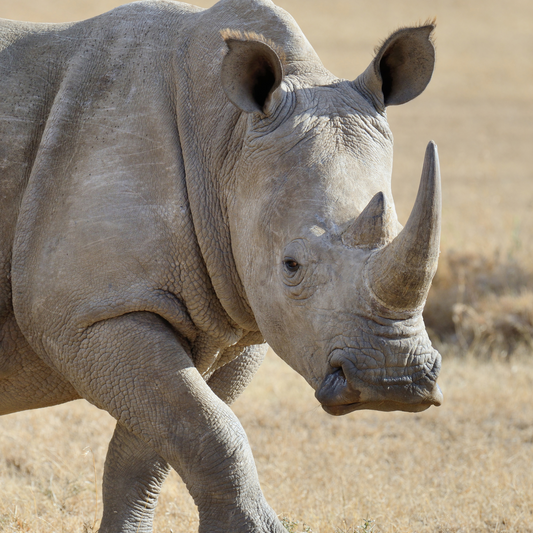 White Rhinoceros