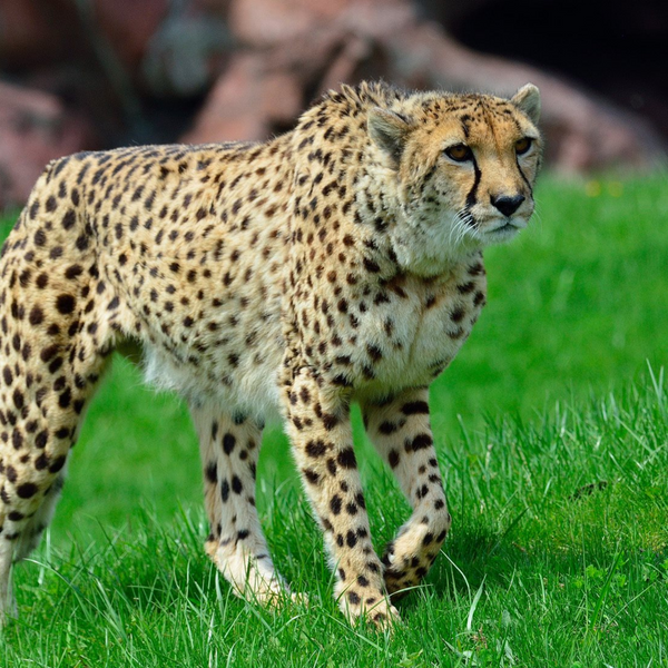 African Cheetah Toronto Zoo Wildlife Conservancy Adopt An Animal