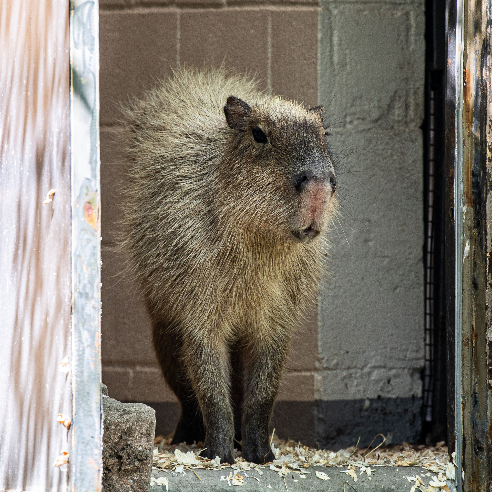 Capybara, Tootsie – Toronto Zoo Wildlife Conservancy Adopt An Animal