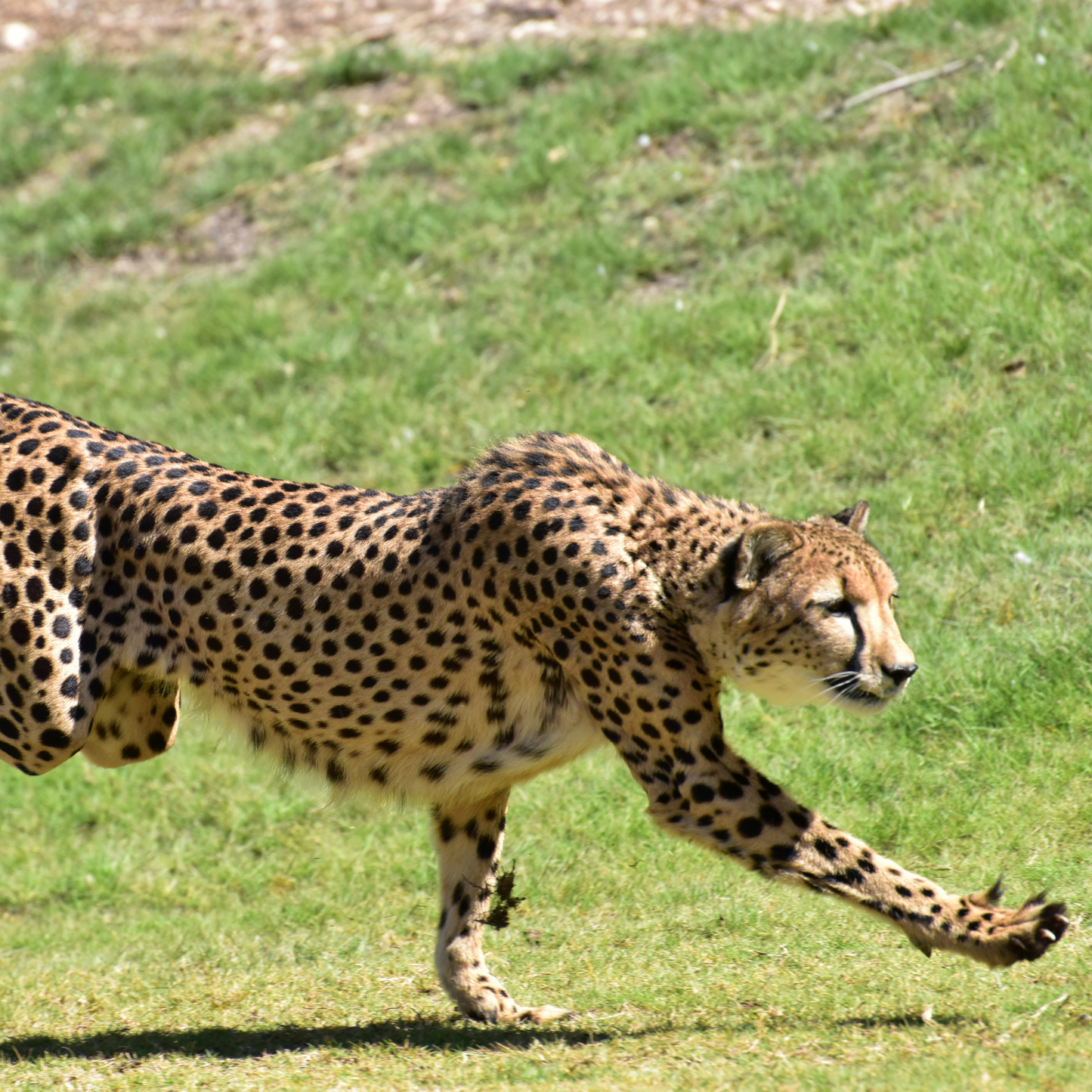 African Cheetah