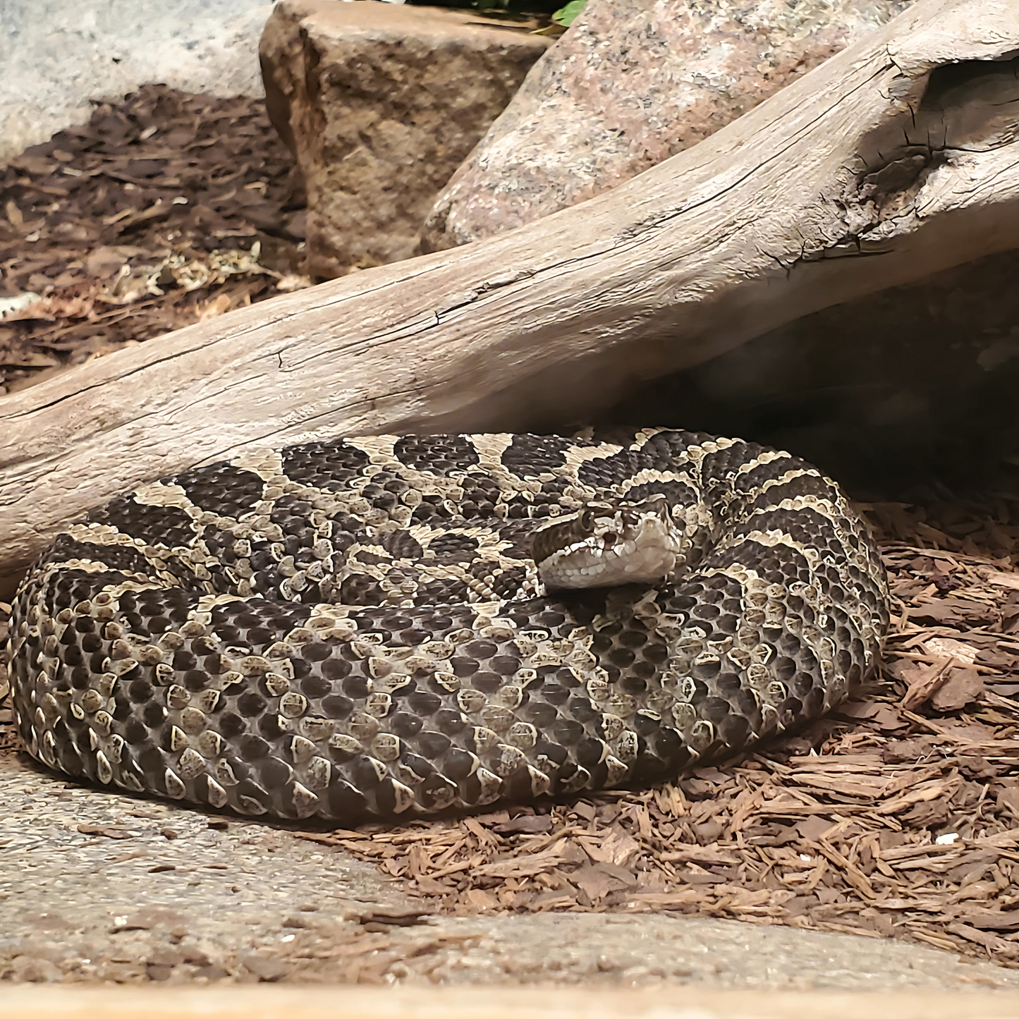 Eastern Massasauga Rattlesnake
