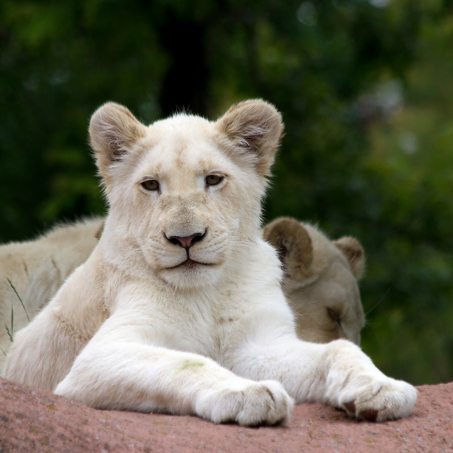 African Lion