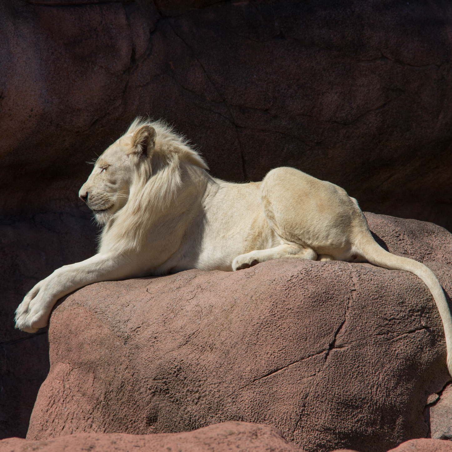 African Lion