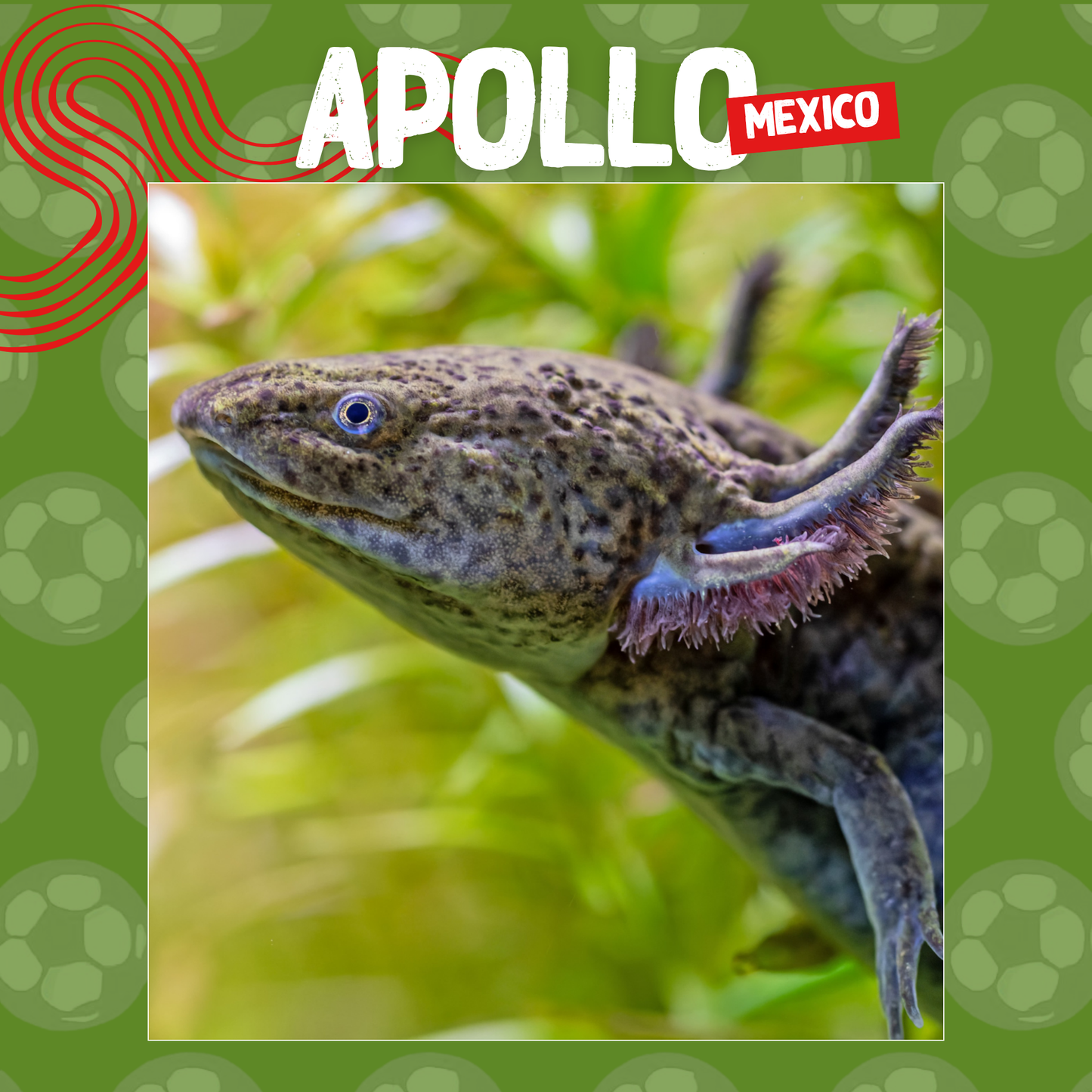 Wild Cup - Axolotl, Apollo