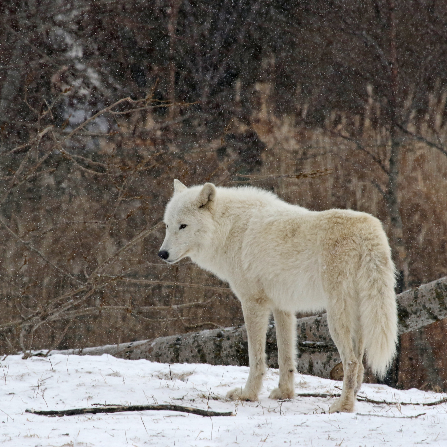 Animal Itchin’ Itching Post Scratcher for Arctic Wolves