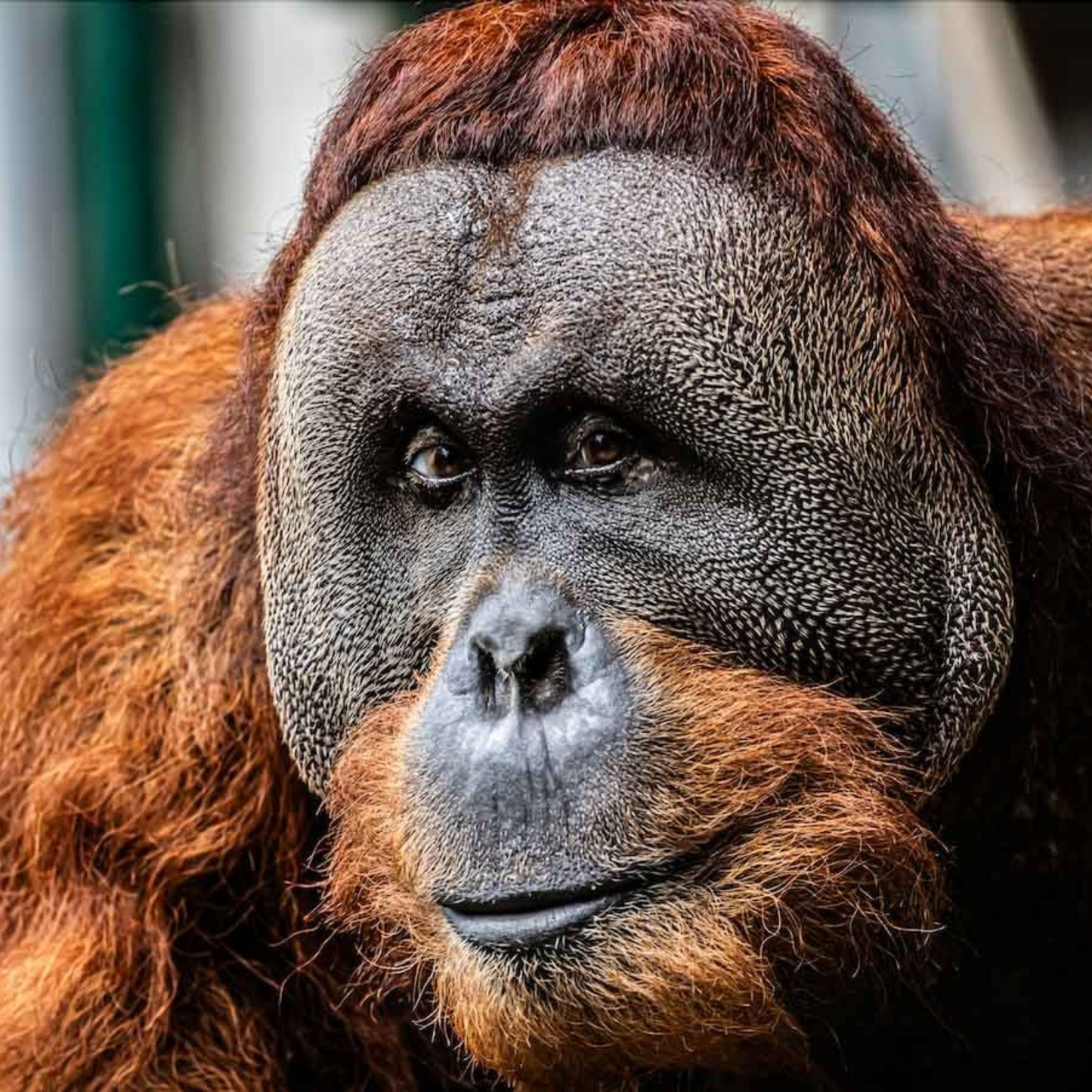 Sumatran Orangutan, Budi