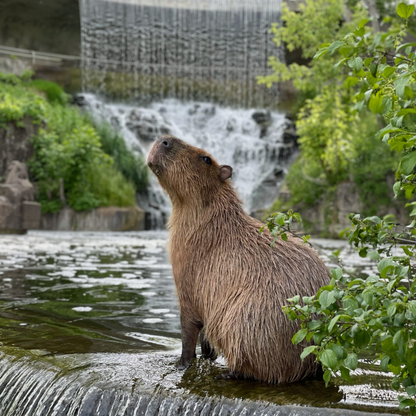 Feeder Tube for Capybaras