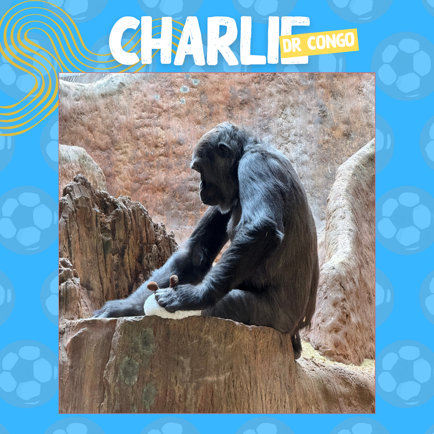 Wild Cup - Western Lowland Gorilla, Charlie