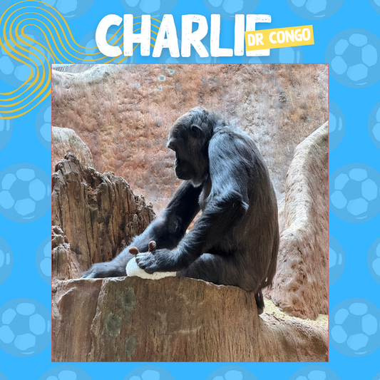 Wild Cup - Western Lowland Gorilla, Charlie