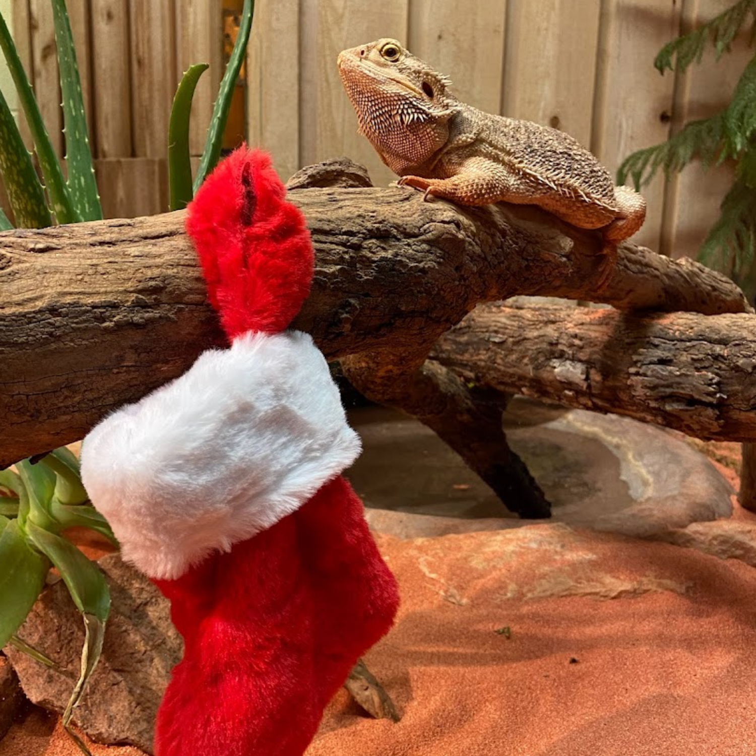A bearded dragon lizard with a small Christmas stocking