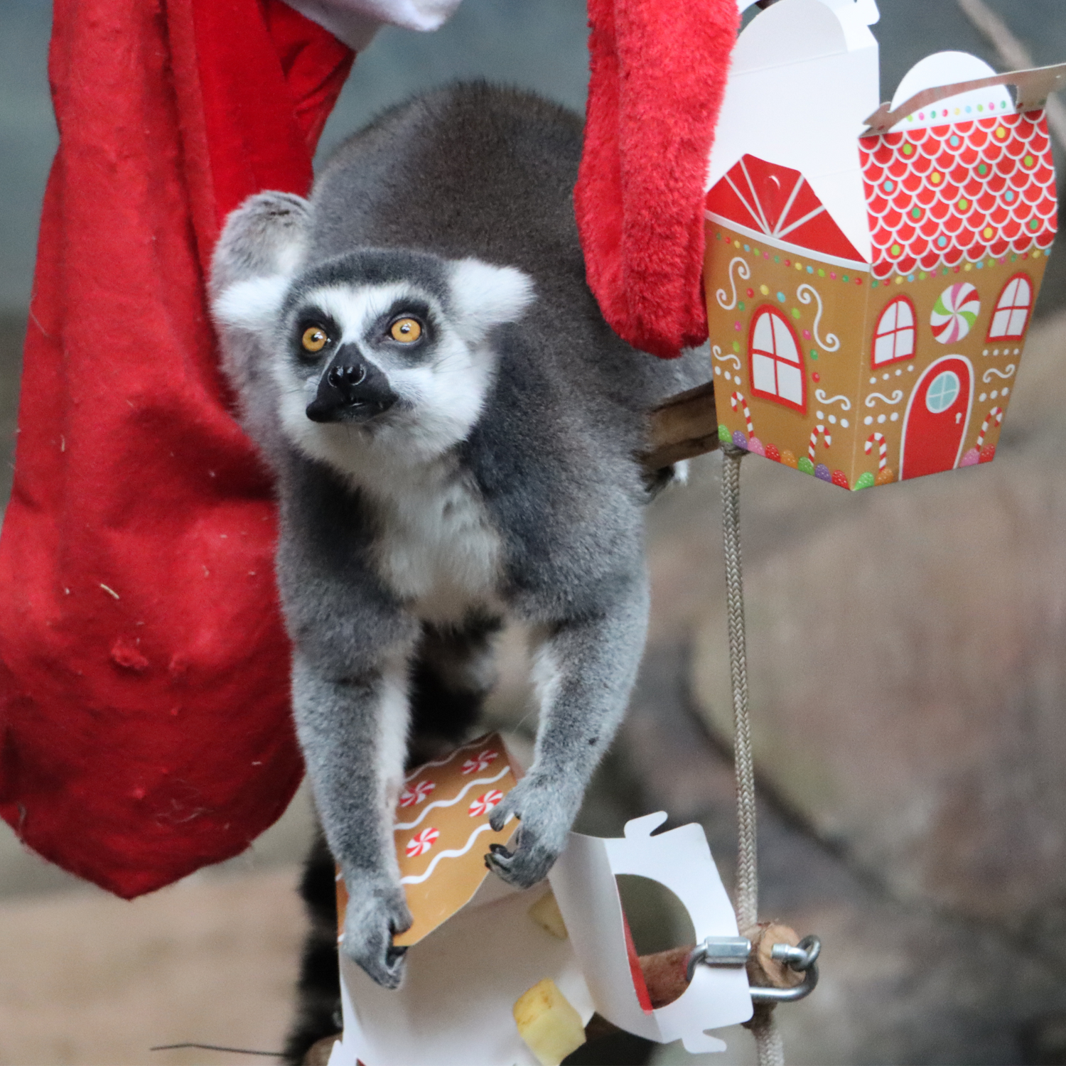 A lemur with a gift box and a stocking