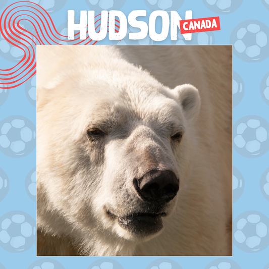 Wild Cup - Polar Bear, Hudson
