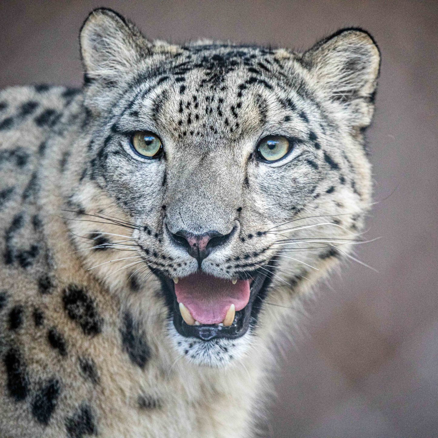 Snow Leopard, Jita
