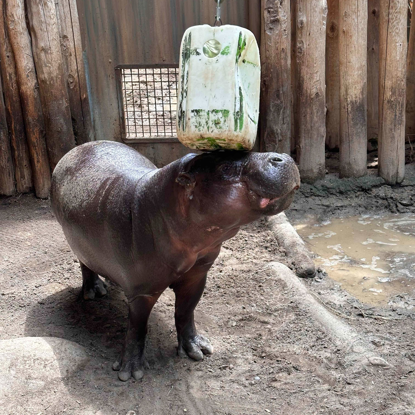 Pygmy Hippopotamus, Kindia