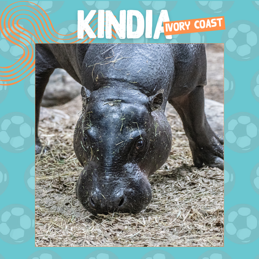 Wild Cup - Pygmy Hippopotamus, Kindia