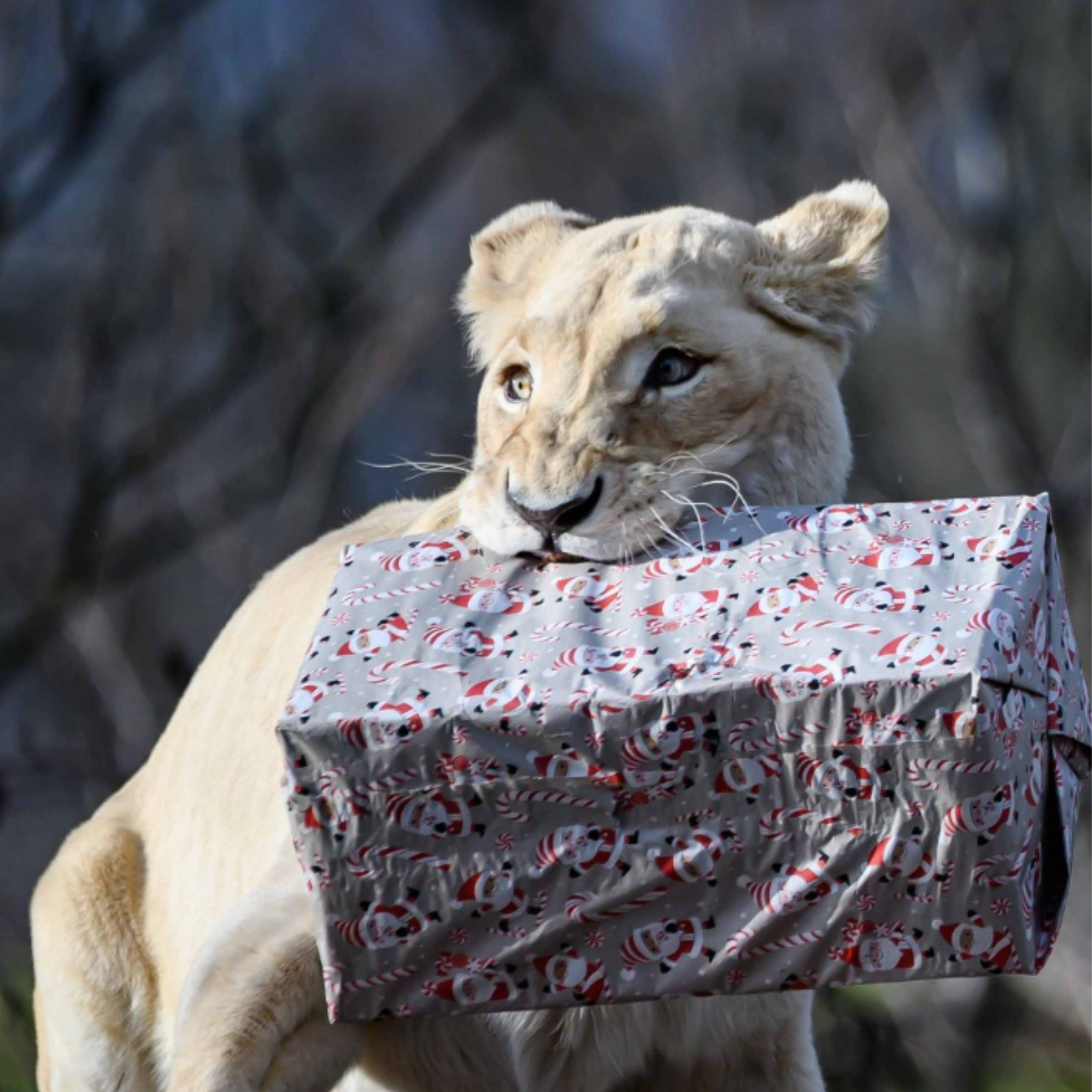 White lion with a gift box in it's mouth