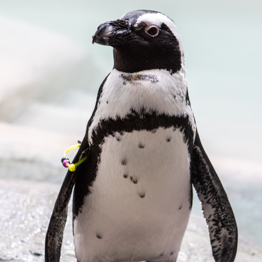 African Penguin, Matilda