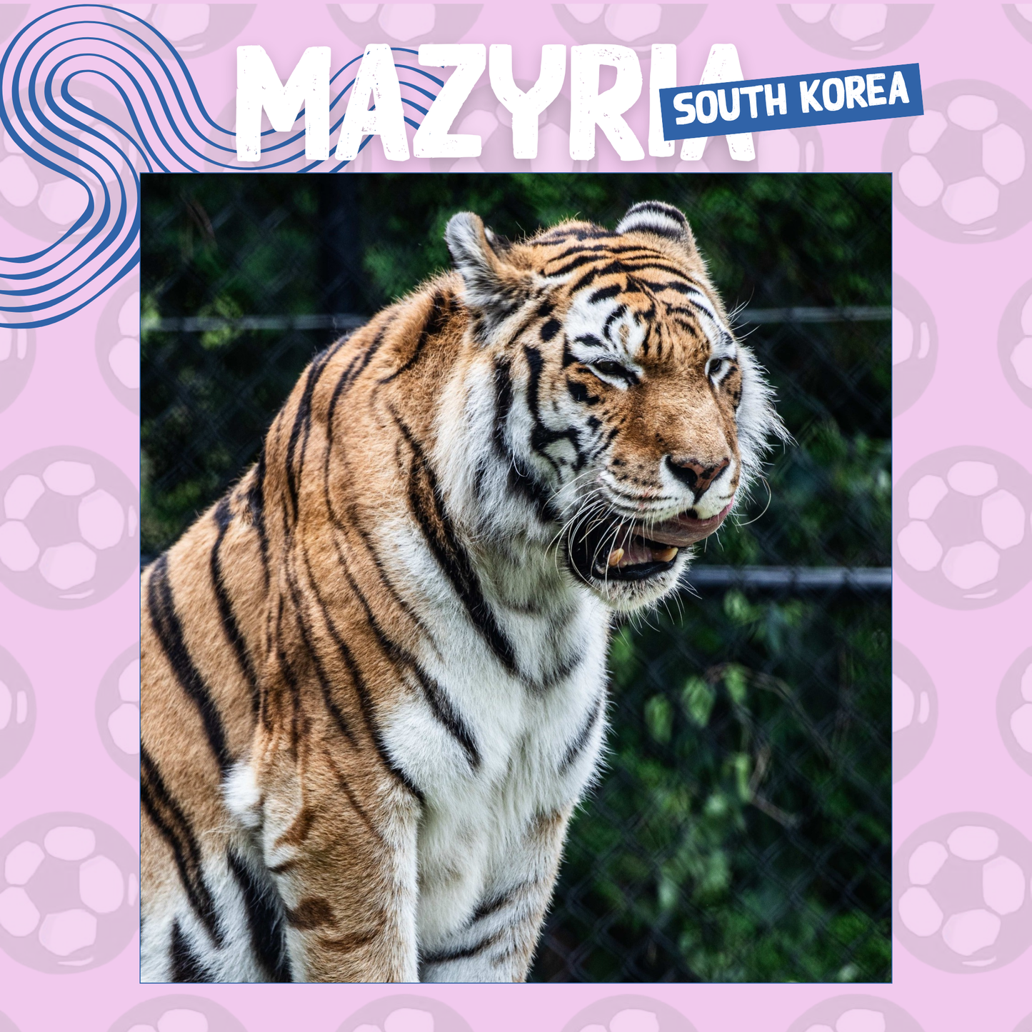 Wild Cup - Amur Tiger, Mazyria