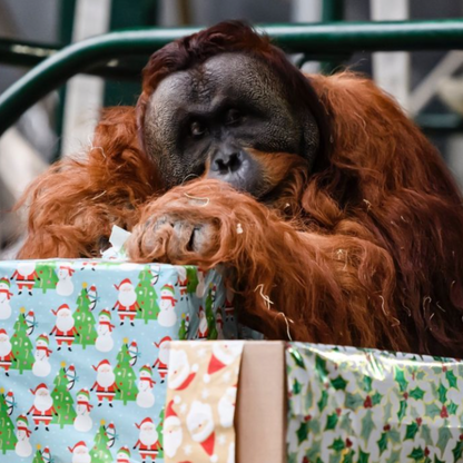 Tulle Fabric for Orangutans