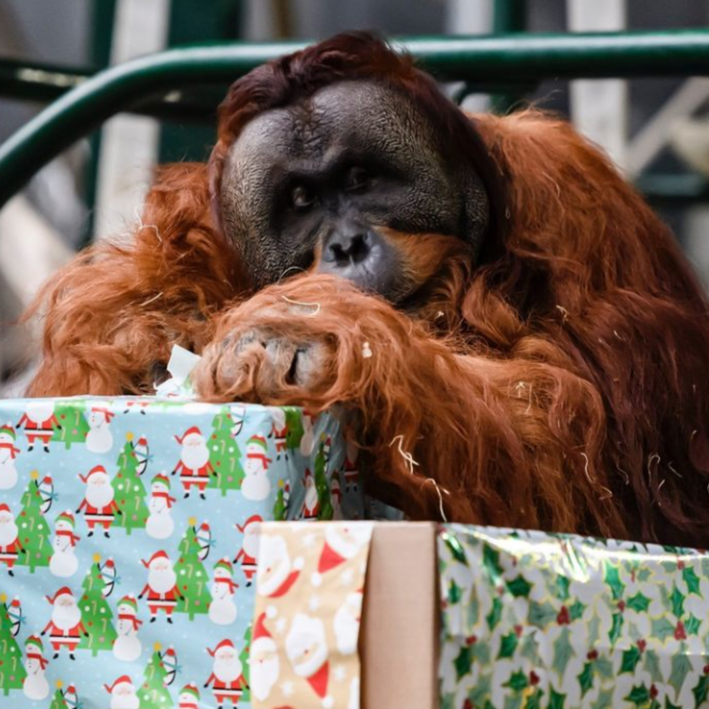 Box of Chalk for Orangutans