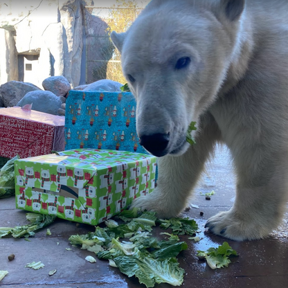 Shaker Feeder for Polar Bears