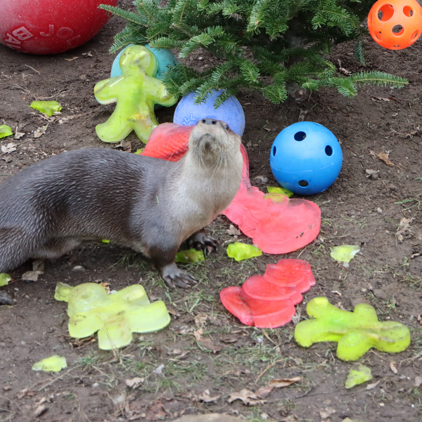 Hula Hoops for River Otter