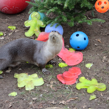 Tipsy Tom for River Otter