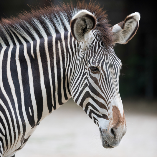 Grevy's Zebra
