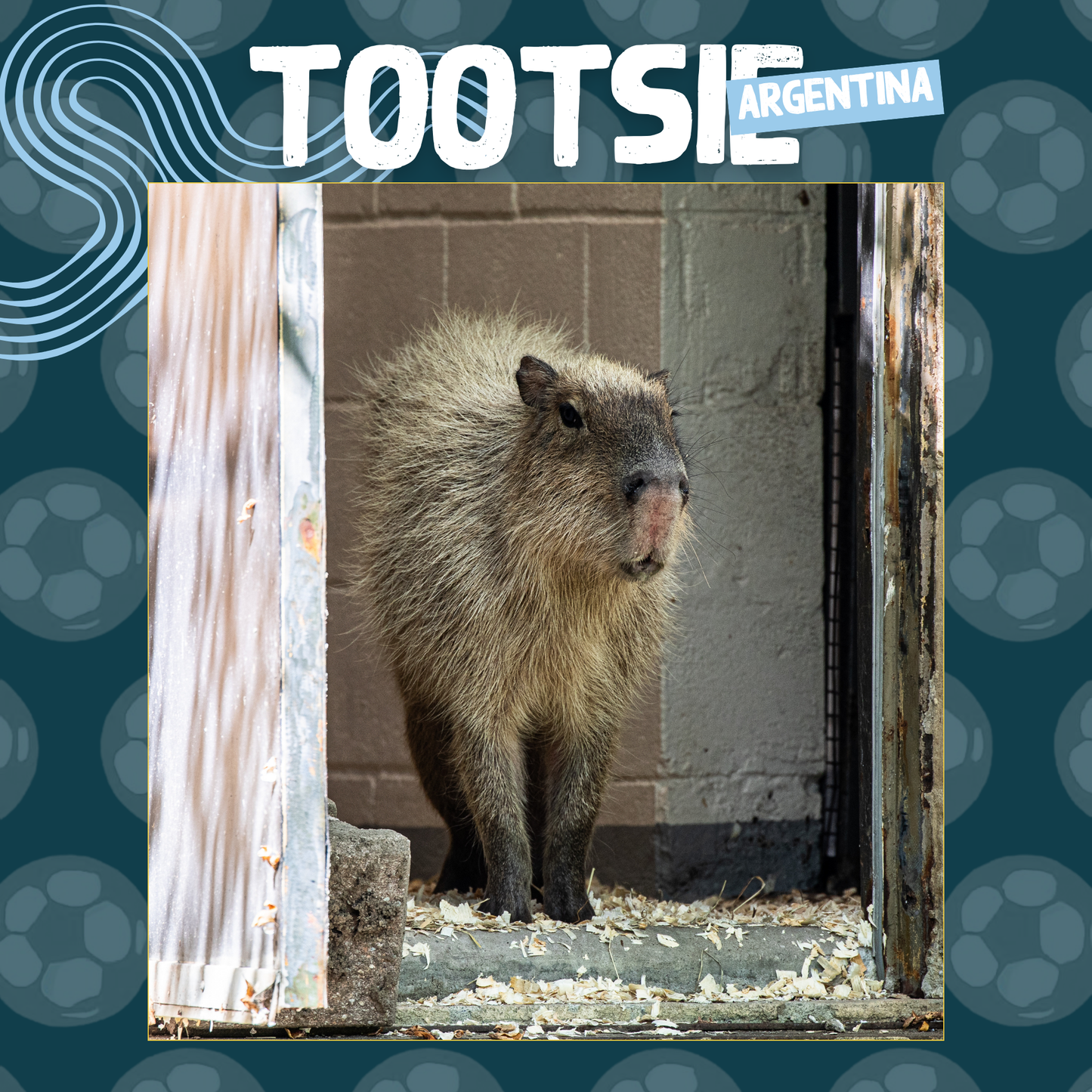 Wild Cup - Capybara, Tootsie