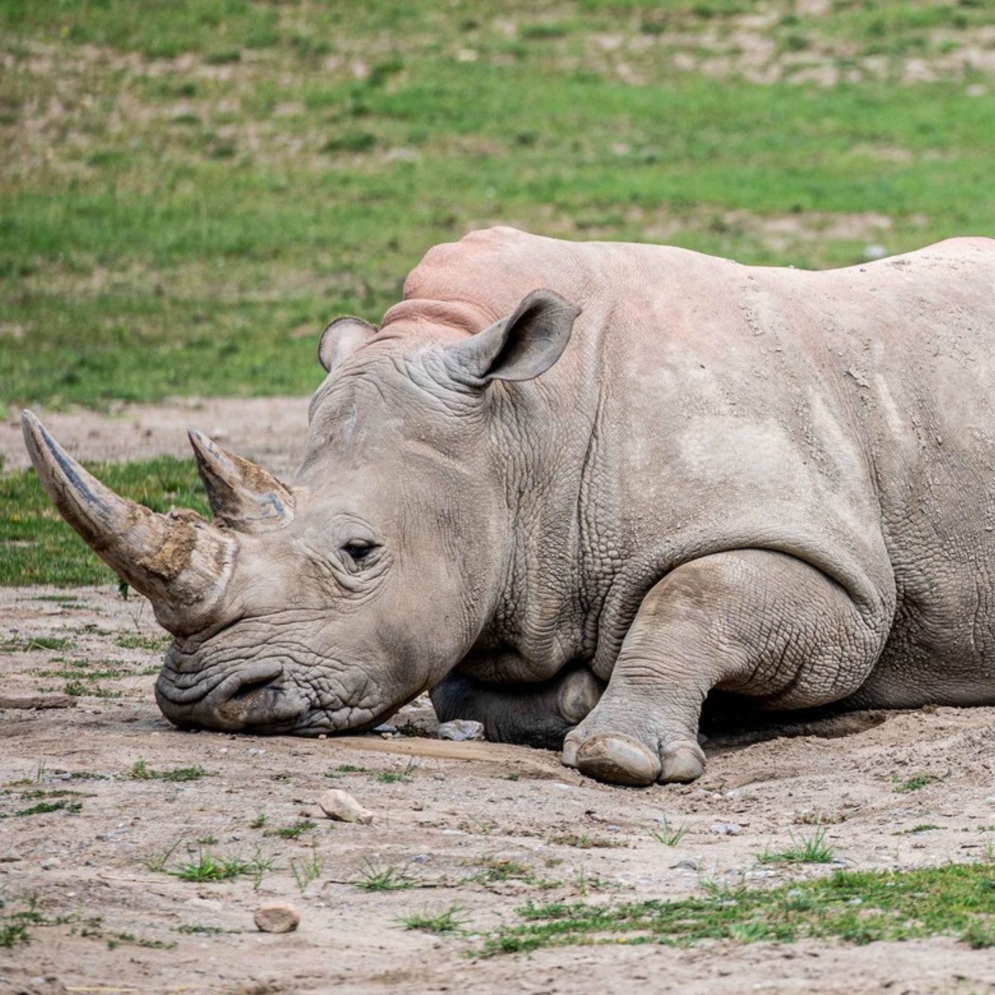 White Rhinoceros, Zohari – Toronto Zoo Wildlife Conservancy Adopt