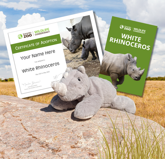Adopt a White Rhinoceros