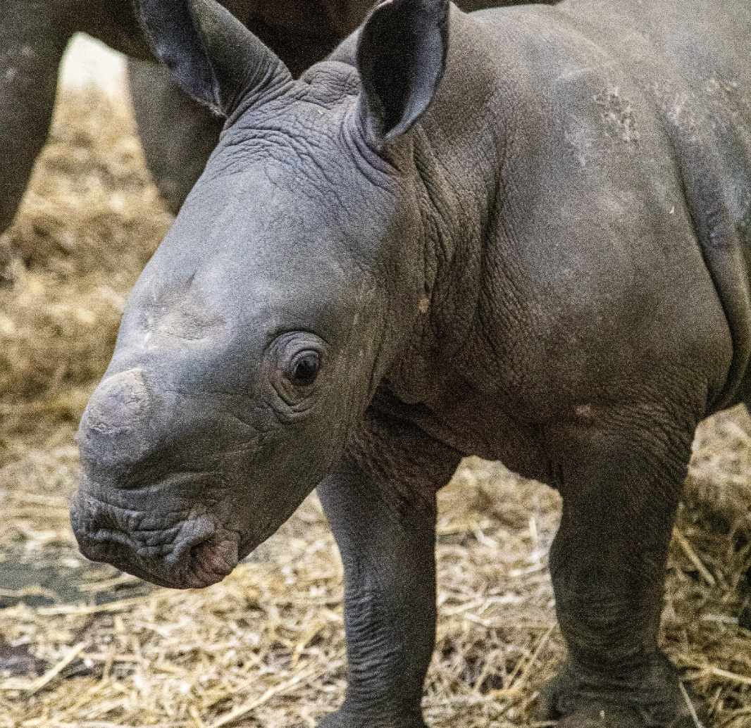 Adopt a White Rhinoceros